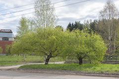 Betula pendula carelica