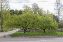 Betula pendula carelica