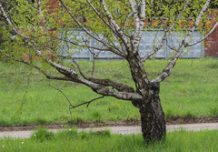 Betula pendula carelica