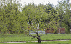 Betula pendula carelica