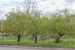 Betula pendula carelica