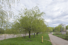 Betula pendula carelica