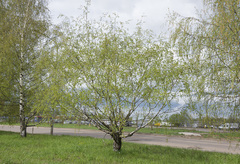 Betula pendula carelica