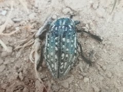 Julodis
