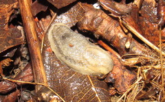 Carinarion