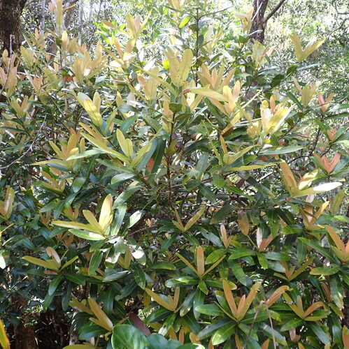 Calophyllum caledonicum observed 2025-10-26