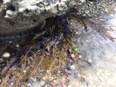 Carpophyllum flexuosum