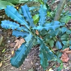 Pachystroma longifolium