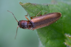 Dalopius marginatus