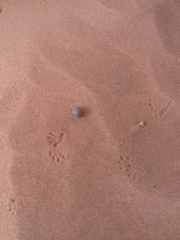 Saccostomus campestris