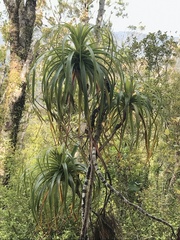 Dracophyllum elegantissimum