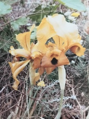 Iris auranitica