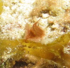 Phycocaris simulans