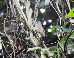 Dysithamnus stictothorax