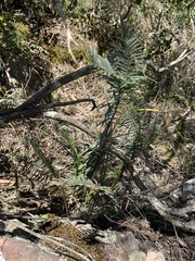 Pellaea pectiniformis