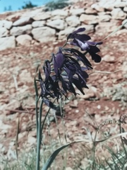 Gladiolus atroviolaceus