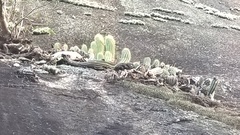 Coleocephalocereus fluminensis