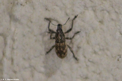 Epicaerus mexicanus