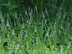 Scutellaria altissima
