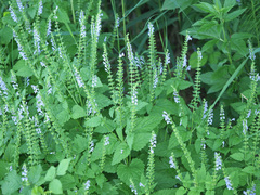 Scutellaria altissima