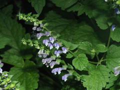 Scutellaria altissima