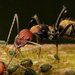 Camponotus rufoglaucus - Photo (c) Wynand Uys, algunos derechos reservados (CC BY), uploaded by Wynand Uys