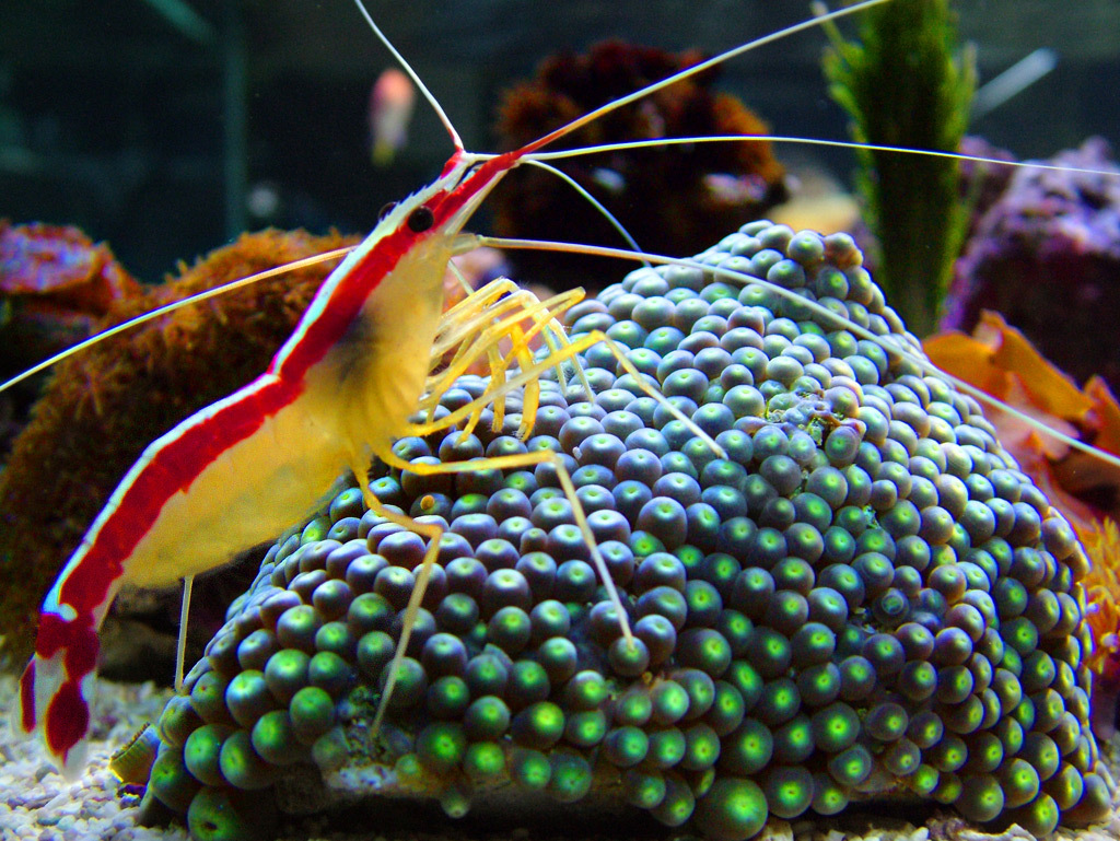 scarlet cleaner shrimp