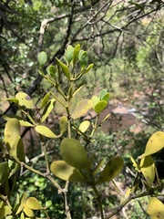 Viscum oreophilum