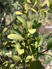 Viscum oreophilum