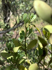 Viscum oreophilum