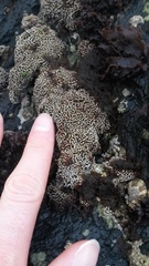 Lithophyllum byssoides