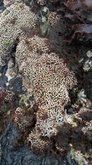 Lithophyllum byssoides