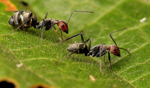 Photo of Velvet Sugar Ant (Camponotus rufoglaucus)