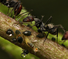 Camponotus rufoglaucus