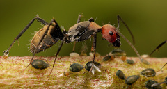 Camponotus rufoglaucus