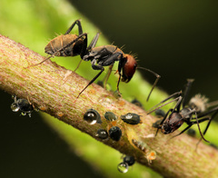 Camponotus rufoglaucus