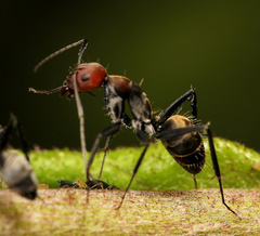 Camponotus rufoglaucus