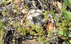Lysimachia linum-stellatum