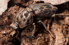 Ryssonotus nebulosus
