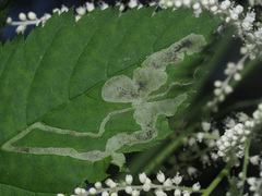 Agromyza spiraeoidearum