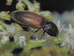 Agriotes ustulatus