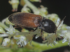 Agriotes ustulatus