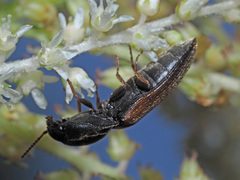 Agriotes ustulatus