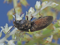 Agriotes ustulatus