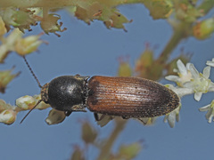 Agriotes ustulatus