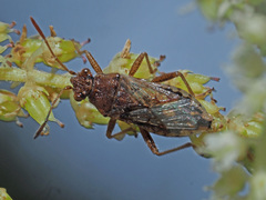 Stictopleurus punctatonervosus
