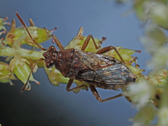Stictopleurus punctatonervosus