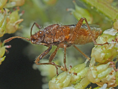 Stictopleurus punctatonervosus