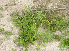 Cladanthus mixtus