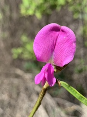 Tephrosia subulata